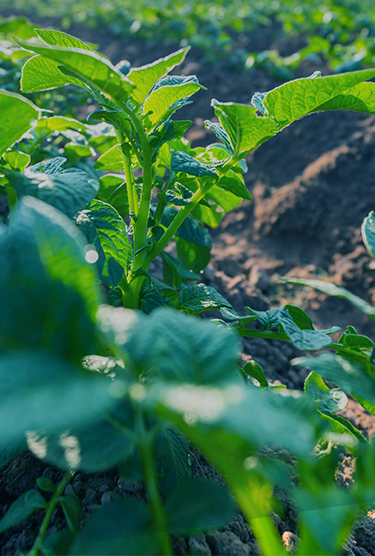 A field of densely planted crops under the hot summer sun.