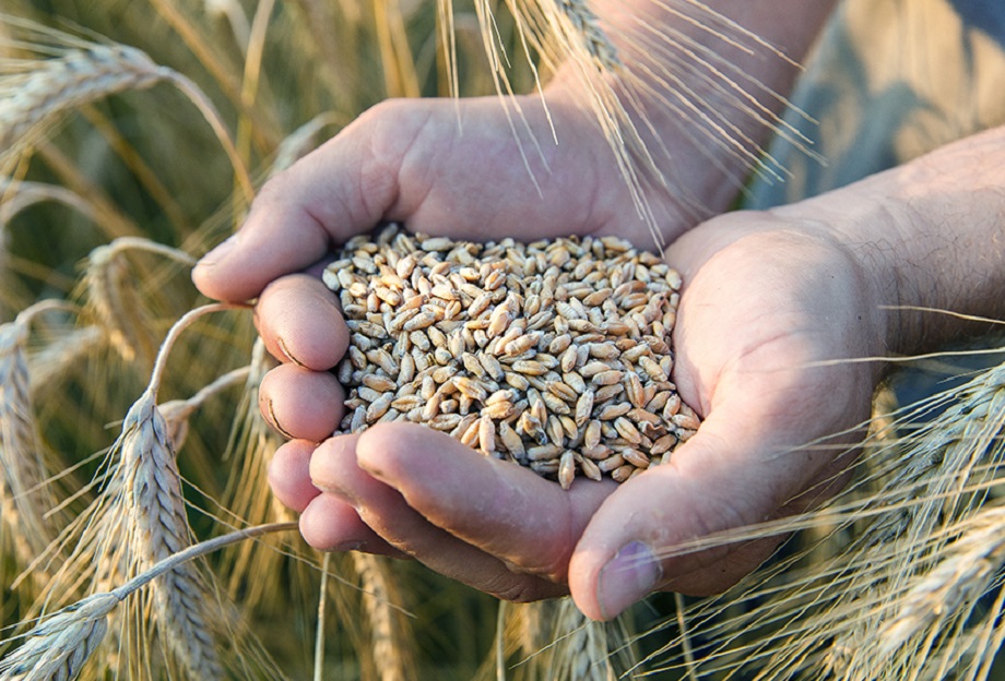 A farmer inspects a handful of freshly harvested wheat seeds.